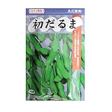 枝豆種子　カネコ育成　初だるま　カネコ種苗のエダマメ品種です。
