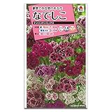 [タキイ 花タネ]なでしこ　ケンジントンミックスの種 2袋セット[7～10月まき、寒地は3～4月] ノーブランド品