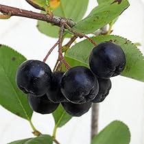 Amazon.co.jp: とげなし ブラックベリー 「 ソーンフリー 」 苗 苗木