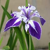 (ビオトープ/水辺植物)カキツバタ 舞孔雀(マイクジャク)(1ポット分) 本州・四国限定[生体]