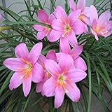 100 seeds/pack Rain Lily ,zephyranthes ,onions Orchid Species Beautiful Flower Seeds For Home And Ga