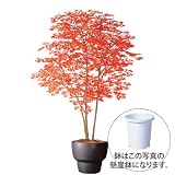 エフプランター 人工観葉植物-ヤマモミジ株立 RED-200-10号鉢-懸崖鉢