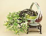 いよじ園　群雀 / ムレスズメ 貴風盆栽