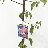 花梅 苗木 道知辺 (ピンク) 12cmポット苗 みちしるべ はなうめ 苗 ハナウメ