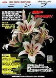 オリエンタル百合球根 『ニンフ』大球×3球