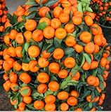 100PCS Climbing Orange Seeds Mini Potted Edible Fruit Seeds Bonsai China Top Quality Climbing Orange