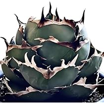 アガベ チタノタ 才ア八力実生A4/超強鋸歯/発根済み /プツプツ 強棘OC株 アガベ チタノタ 才ア八力実生A4/超強鋸歯/発根済み /プツプツ 強