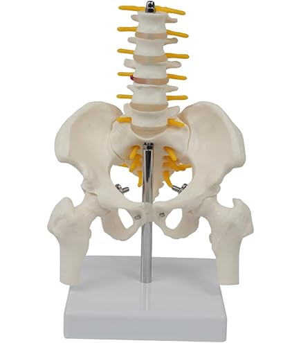 Amazon.co.jp: YHXSMYGS(ヨンシンガス) 骨盤腰椎模型 実物大