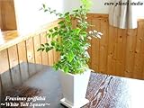 Fraxinus griffithii / White Tall Pot / バットの木☆シマトネリコ / ホワイトトールポット / インテリア観葉植物 / 鉢植え