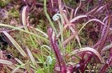 Drosera capensis bains clooth - sundew - 10 seeds