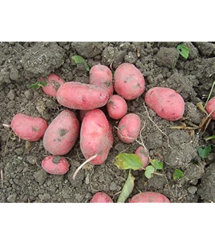 珍しい野菜作り 秋じゃがいも「ドラゴンレッド」「ながさき黄金」の