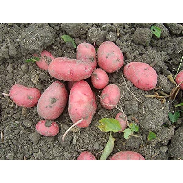 ジャガイモが作ったもの plusys_310162