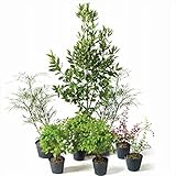 オンリーワン　目的で選ぶ　植栽セット　ハッピー　ゲッケイジュ　鬼門除け　SZ6-SET05