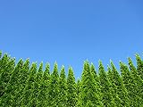 【1年間枯れ保証】【コニファー】エレガンテシマ　1.0m露地　4本セット