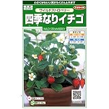 【種子】四季なりイチゴ 小袋