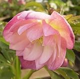 ☆松村園芸・実生選抜苗 クリスマスローズ ピンクダブル9cmポット苗