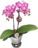 ピンク系ミディー胡蝶蘭【チュンリー】シルバー鉢入り 『4.5号鉢・２本立ち』生産者より日本全国へ胡蝶蘭をお届けいたします／インターナショナルマーケット