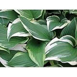 ギボウシ(擬宝珠) ホスタ・パトリオット(大株) 外斑入り 植木 多年草