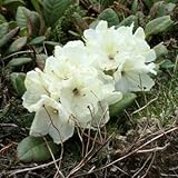 キバナシャクナゲ 3寸ポット苗