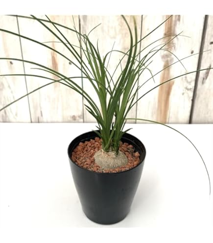 Amazon|トックリラン ポニーテール ノリナ 観葉植物 鉢植え Amazon|トックリラン ポニーテール ノリナ 観葉植物 鉢植え