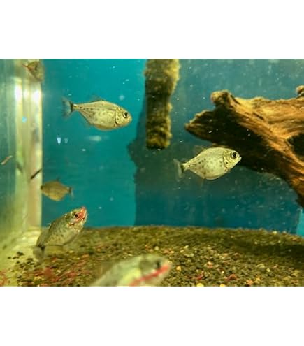 Amazon | (熱帯魚)ピラニアナッテリー(約1.5-4cm)＜1匹＞[生体] | 観賞 