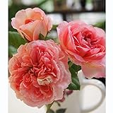 つるバラ：オーブ大苗6号鉢植え[ロサ・オリエンティス]