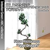 【人気の昇り竜】 曲がりガジュマル（多幸の樹） 7号 バスケット・受皿付【送料無料】