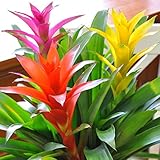 グズマニア 3色ミックス鉢植え　色鮮やかな観葉植物 お中元 ギフト 誕生日プレゼント