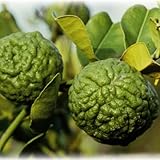 国華園　果樹苗 カンキツ バイマックル(別名:コブミカン) 1株