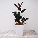 観葉植物＋高級陶器鉢 (フィカス) バーガンディ 7号角鉢 高さ約81cm