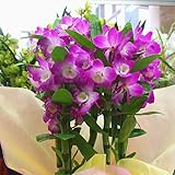 デンドロビューム（デンドロビウム）鉢植え 「赤紫色」お祝い・誕生日・お礼などの花ギフトに