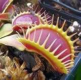 Dionaea muscipula G14 Dirk Venthams Giant - venus fly trap - 5 seeds