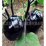 Beijing eggplant round organic vegetable eggplant seeds 100seed