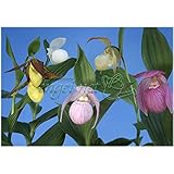 アツモリ草：中国黒龍江アツモリソウ3.5号ポット（花色混合）[敦盛草][蘭の仲間・中国産の] ノーブランド品