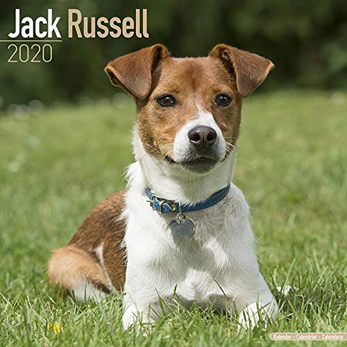 Amazon Jack Russell Calendar 2020 Avonside Publishing Ltd 輸入版カレンダー