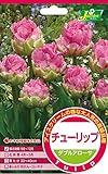 カネコ種苗 チューリップ ダブルアローサ アイスクリーム ピンク系 3球入