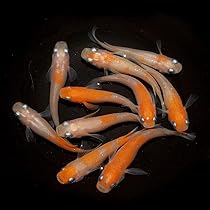 Amazon | 三色メダカ入門セット 菊水 〈5ペア〉/産卵サイズの生体 成魚 Amazon | 三色メダカ入門セット 菊水 〈5ペア〉/産卵サイズの生体 成魚