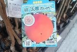 果樹苗　接木　柿　大雅　1年生　【送料込価格】