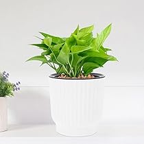 Amazon.co.jp: Happyyami 給水プランター 水耕栽培ポット 底面給水鉢