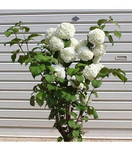 Amazon.co.jp: 庭木・植木苗：ビバーナム オオデマリ（白花） 単木