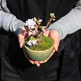 桜盆栽：一才桜（信楽焼足付 水色浅鉢）