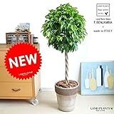 LAND PLANTS 【観葉植物】 ベンジャミン トピアリー （イタリア製 コーヒースクラッチ鉢）