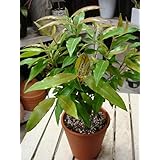 Amazon レモンマートルの木 ４号鉢植え シトラール効果 ハーブで香りをお楽しみ下さい 料理やハーブティーにも 観葉植物 オンライン通販