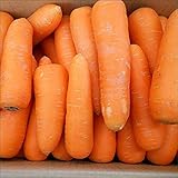 【常温便発送】にんじん10kg 農薬不使用・化学肥料不使用 わけあり 規格外品 人参 にんじん ニンジン にんじんジュース ニンジンジュース 人参ジュース 【こちらの商品は常温便発送・品質保証なしになります】 ※ 無農薬 の表記での販売は国のガイドラ