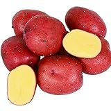 国華園　じゃがいも種芋　インカルージュP　10kg【※発送が国華園からの場合のみ正規品です】