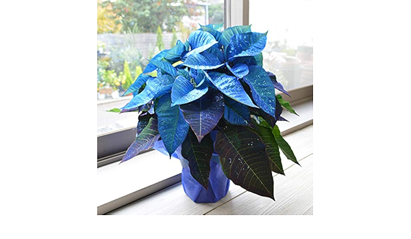 Amazon 相武ガーデン ポインセチア ファンタジーカラー 青着色ラメ付き 5寸プラスチック 観葉植物 オンライン通販 Amazon 相武ガーデン ポインセチア ファンタジーカラー 青着色ラメ付き 5寸プラスチック 観葉植物 オンライン通販