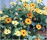 つる植物の種子を登る花の種子は、ヤハズカズラは幸運ファミリーガーデン盆栽植物の種子15pcsのD54をもたらすことができます