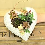 観葉植物：エケベリア多肉植物　寄せ植え*heartアンティーク　TK850