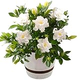 父の日 クチナシ ガーデニア フラワーギフト 鉢植え 5号鉢