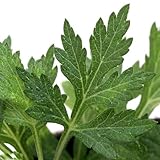 (山野草) ヨモギ(蓬) 3号(1ポット) 本州・四国限定[生体]